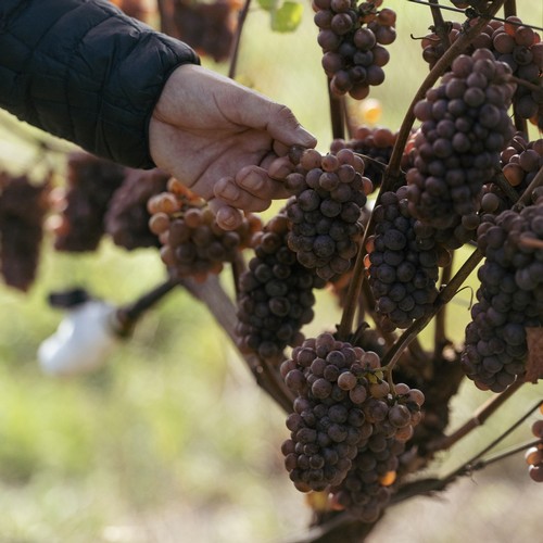 Vineyard Tour
