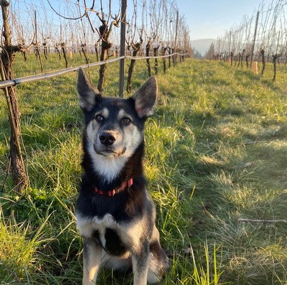 Winery Dogs BC Calendar